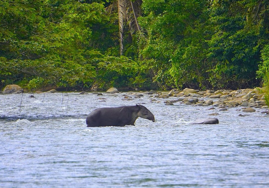 Tapir Crossing Bladen River by Andrew Contact A Tapir crossing the Bladen River with beautiful greenery in the background.