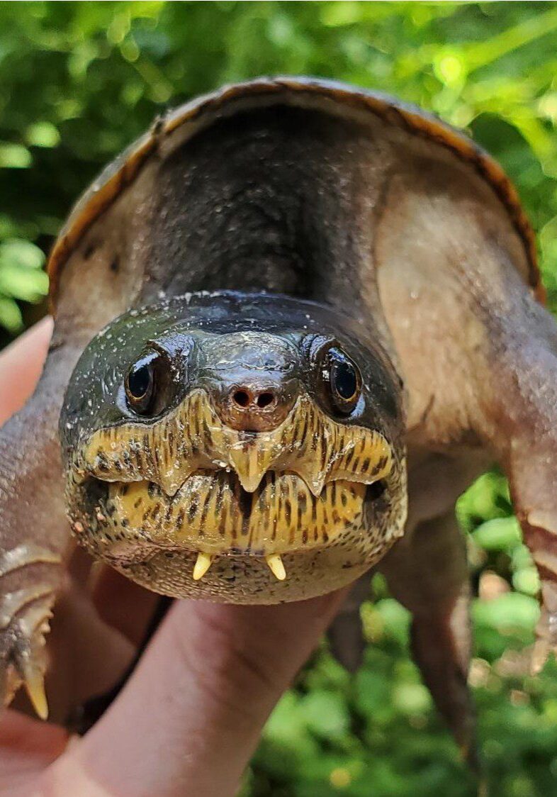 Narrow-bridged musk turtle