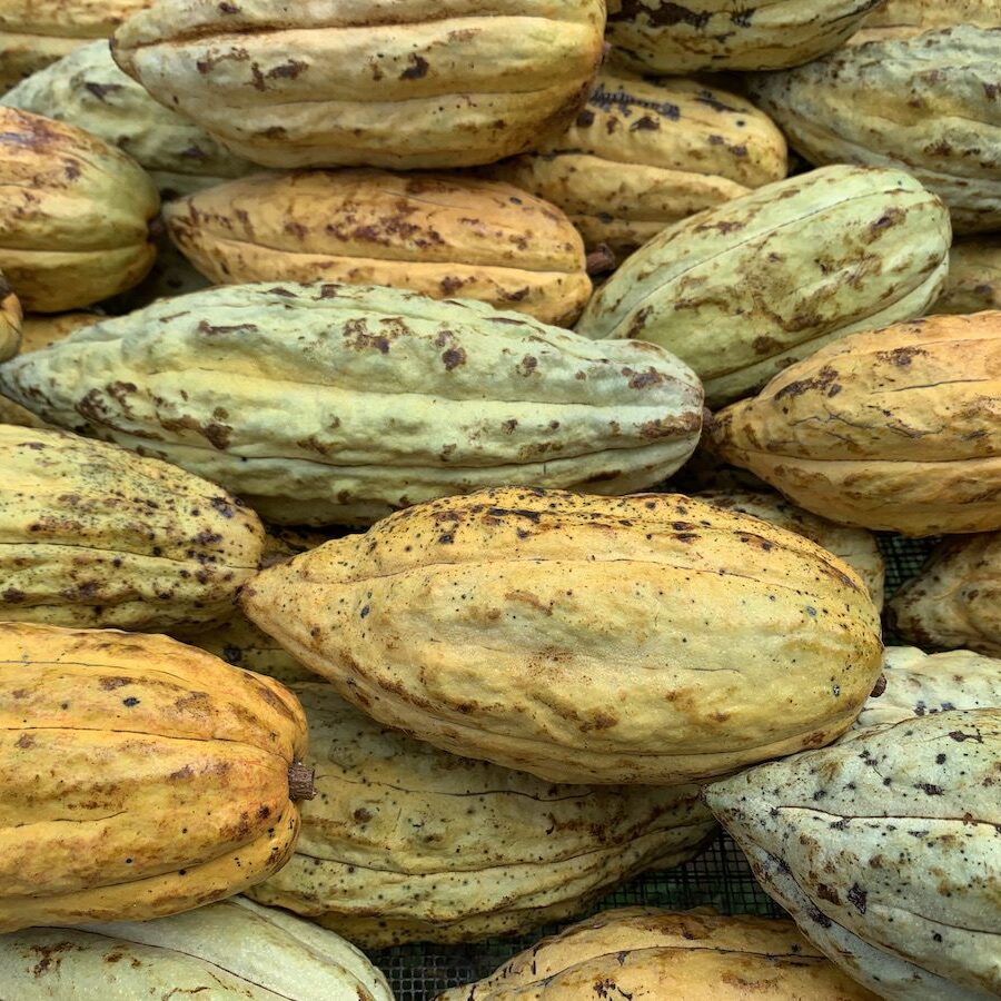 Heirloom Cacao Pods at BFREE Close-up of cacao pods, which are large textured oval in shape and shades of yellow and light green with brown spots.