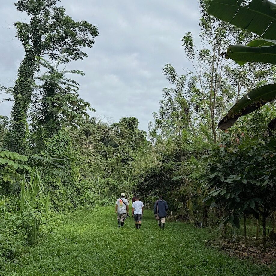 Cacao Agroforestry at BFREE Cacao agro-forestry fields in the rainforest with plants everywhere and a main grass pathway at the Belize Foundation for Research and Environmental Education
